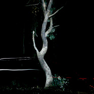 Night Shade