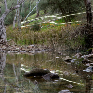 Weaving Camels Trail Melrose