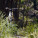 Autumn Mojo