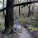 Black Forest Trails