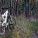 Cruising the Woods