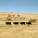 Four Cow Ride