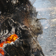 Fuel Reduction Burn