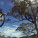 Ibis Mojo HDR 650b vs Mojo HDR 26″