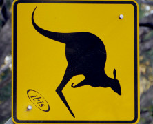 Ibis Sighting Downunder