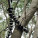 Joby Gorillapod