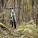 Muckleford State Forest