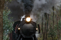 Race the Train