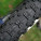 PanaRacer Rampage 2.35 29″ Tire