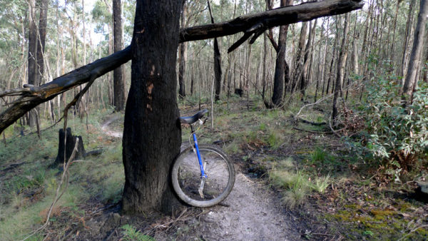 Read more about the article Black Forest Trails