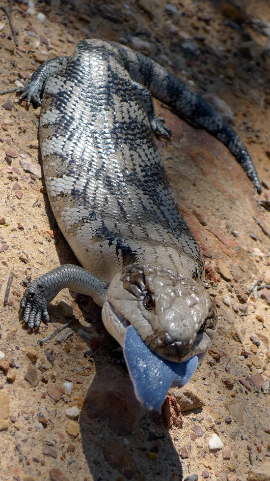 Blue Tongue Lizard