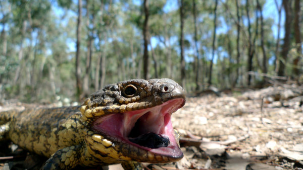 Read more about the article Blue Tongue
