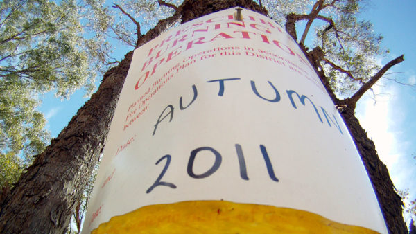 Read more about the article Autumn Burn