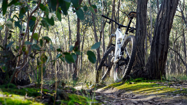 Read more about the article Walmer State Forest