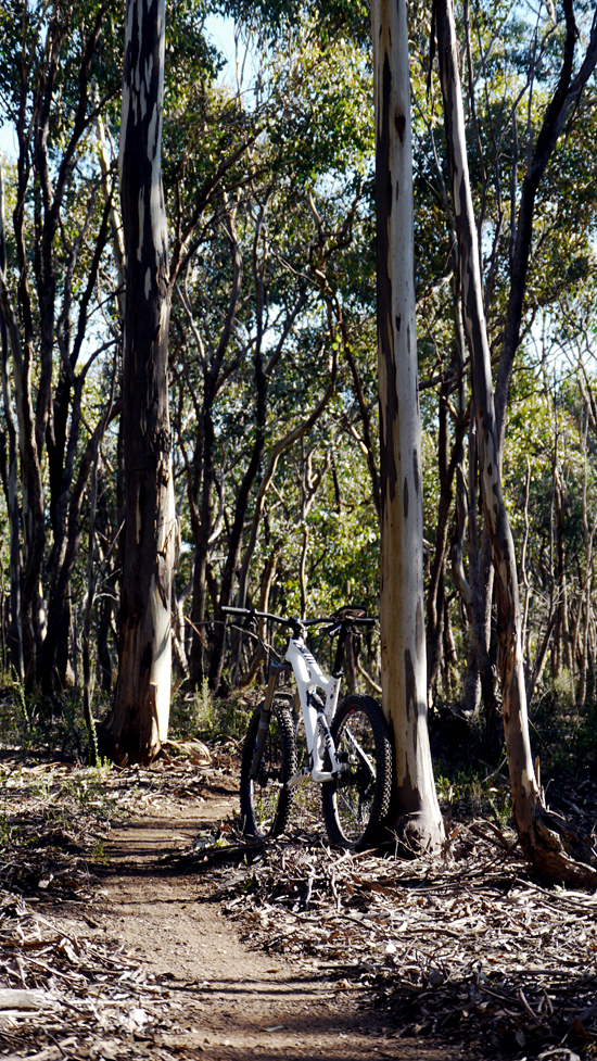 New bridging trail, Baco, Walmer State Forest, Castlemaine Mountain Biking