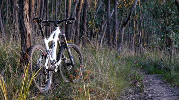 Read more about the article Cruising the Woods