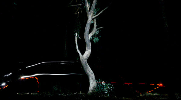 Read more about the article Night Shade