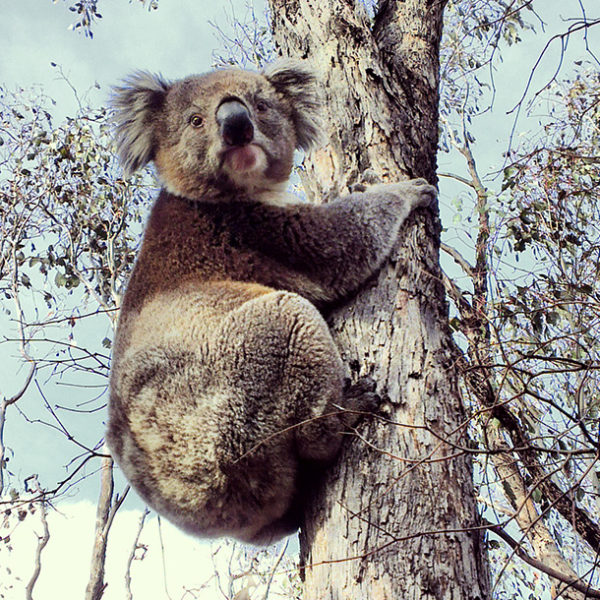 Read more about the article Drop Bear Returns
