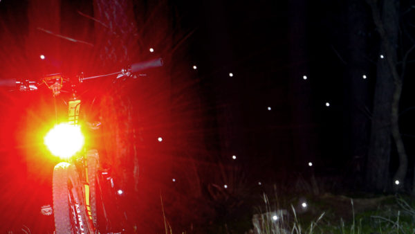Read more about the article Glow Worms