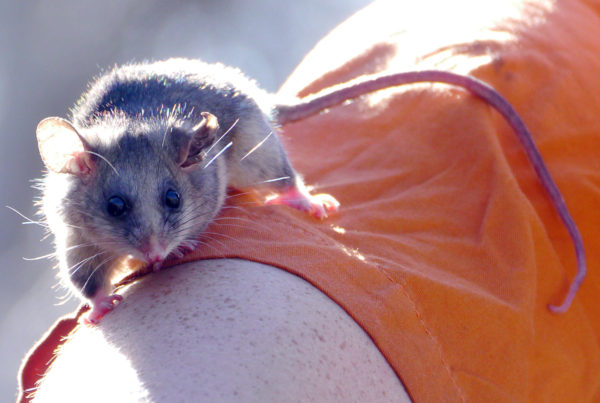 Read more about the article Pygmy Possum (Burramys Parvus)