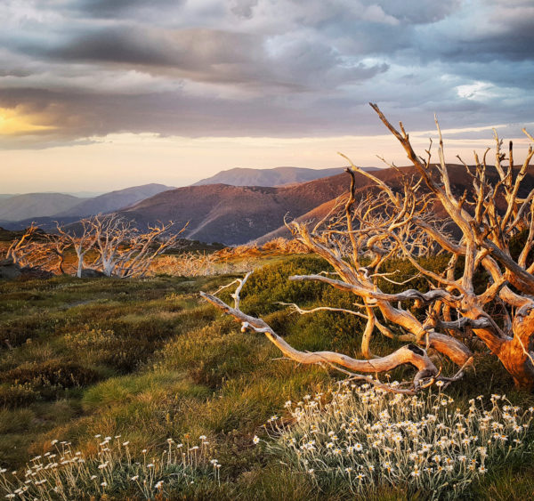 Read more about the article Late Light