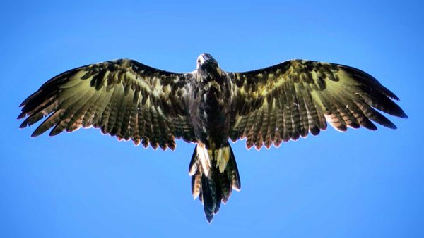 Read more about the article Eagle Eye