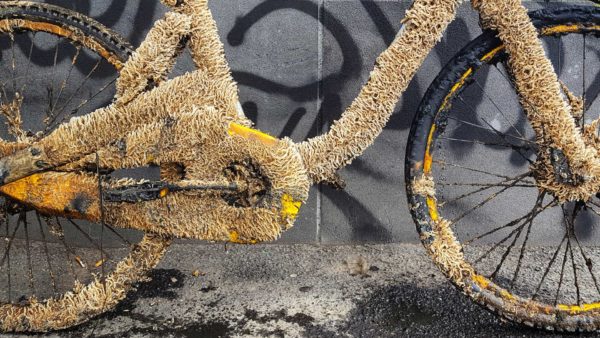 Read more about the article oBike oDear