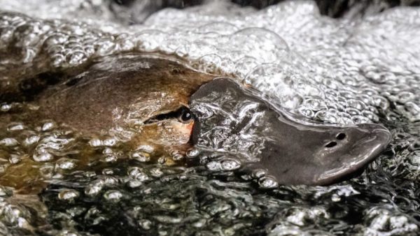 Read more about the article Platypus Encounter