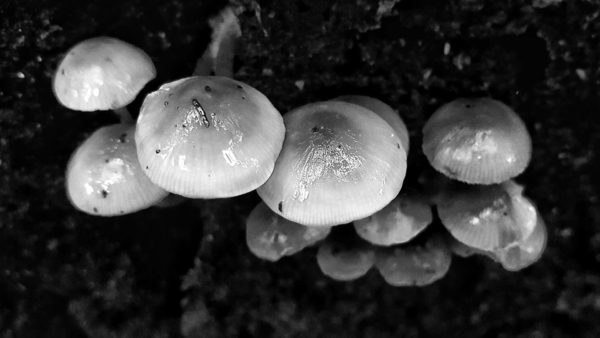 Read more about the article Styx Big Tree Forest Reserve