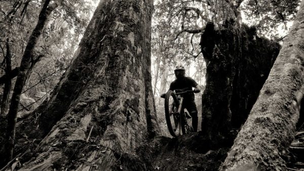Read more about the article VitalMTB Dailyshot