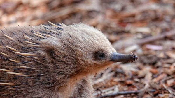 Read more about the article Bonorong