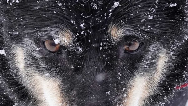Read more about the article Kelpie blows up Interwebs