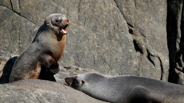 Read more about the article Tasman Island Wilderness Cruise