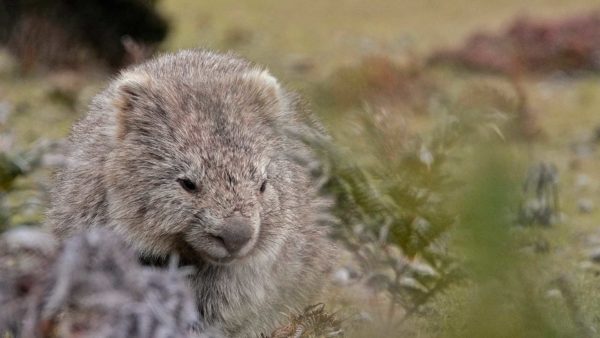 Read more about the article Wisdom of Wombats