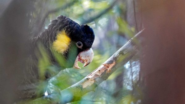 Read more about the article Yellow Tailed Black Cockatoo
