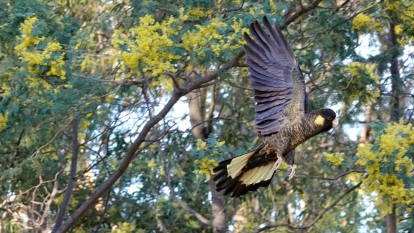 Read more about the article Spring Flight