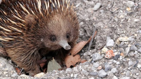 Read more about the article Echidna #1, 2020