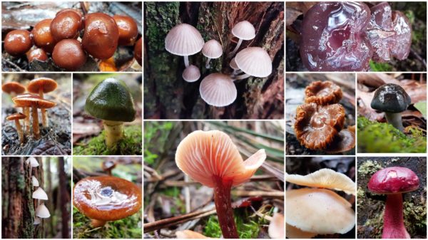 Read more about the article Fantastic Fungi