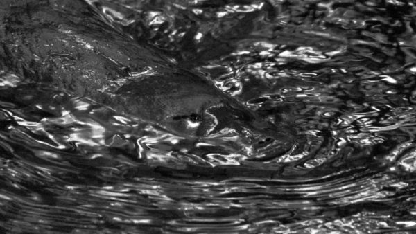 Read more about the article Night Platypus