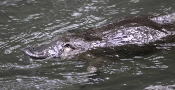 Read more about the article Hobart Rivulet Platypus