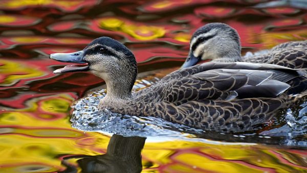 Read more about the article What the duck!