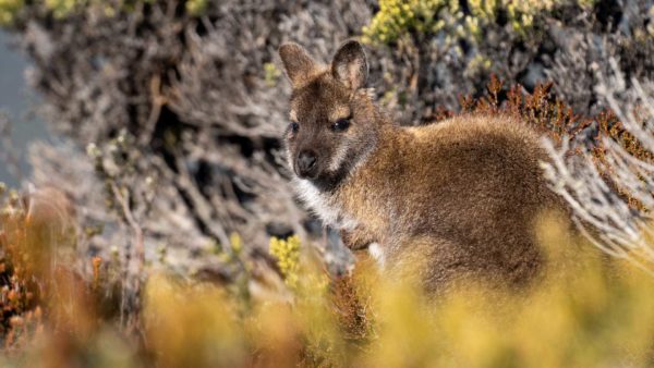 Read more about the article Bennett’s Wallaby