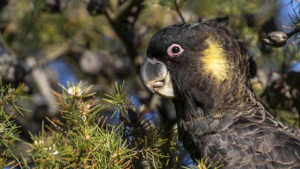 Read more about the article Cascade Cockatoo