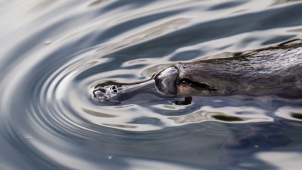 Read more about the article Cascade Platypus
